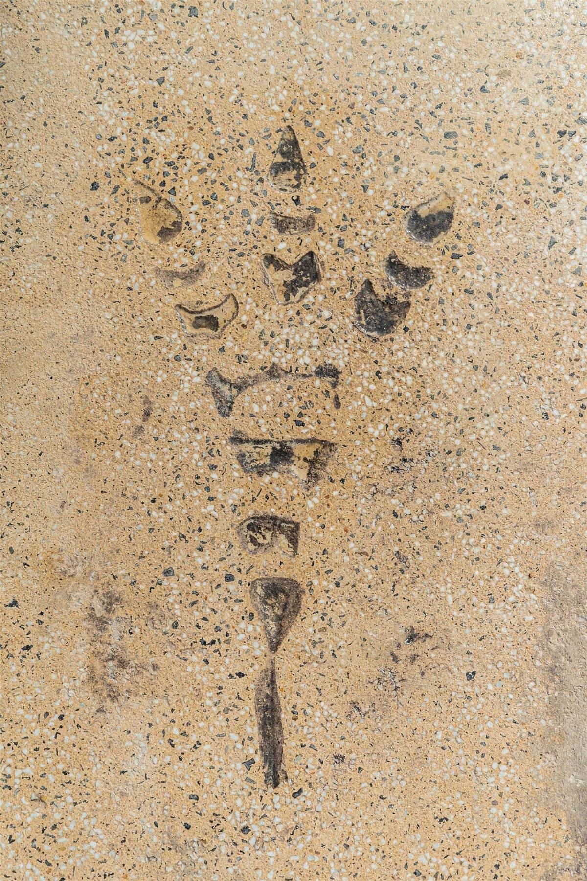 Overhead detail of sand-beige exposed aggregate concrete with white and charcoal chippings and an inlaid dark-brown fossil-style plant motif
